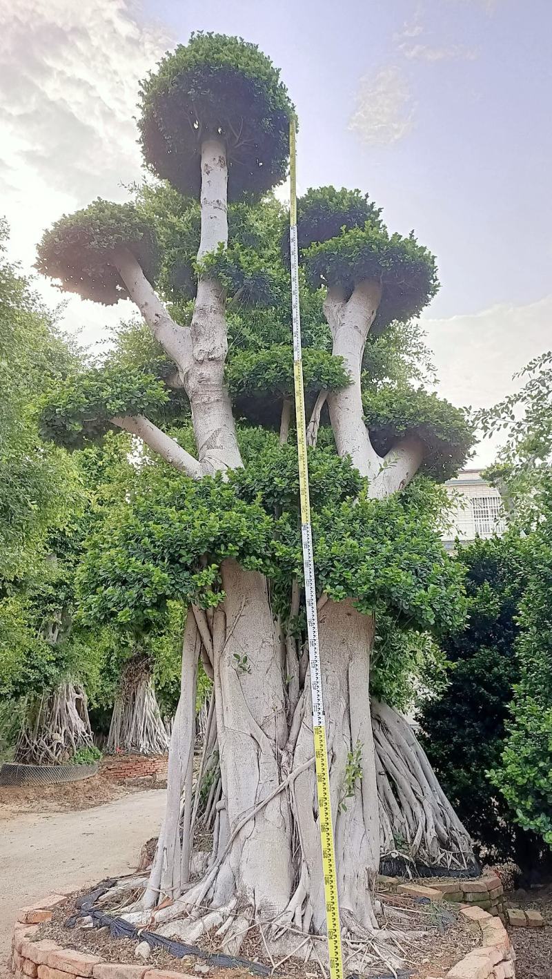 嫁接造型榕树桩景，榕树桩头，造型金钱榕树桩景