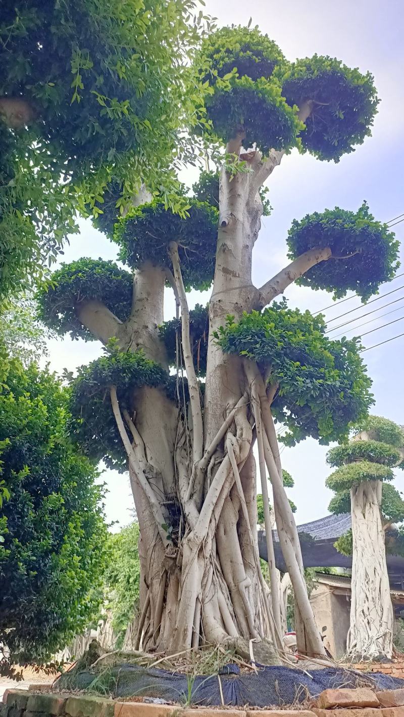 嫁接造型榕树桩景，榕树桩头，造型金钱榕树桩景