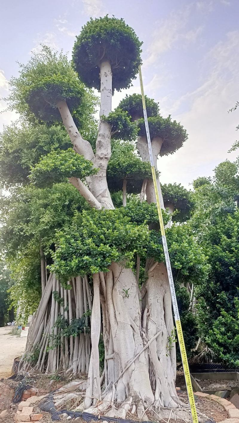 嫁接造型榕树桩景，榕树桩头，造型金钱榕树桩景