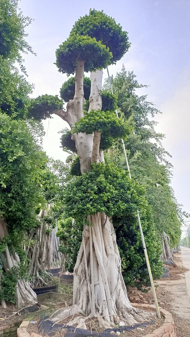 嫁接造型榕树桩景，榕树桩头，造型金钱榕树桩景