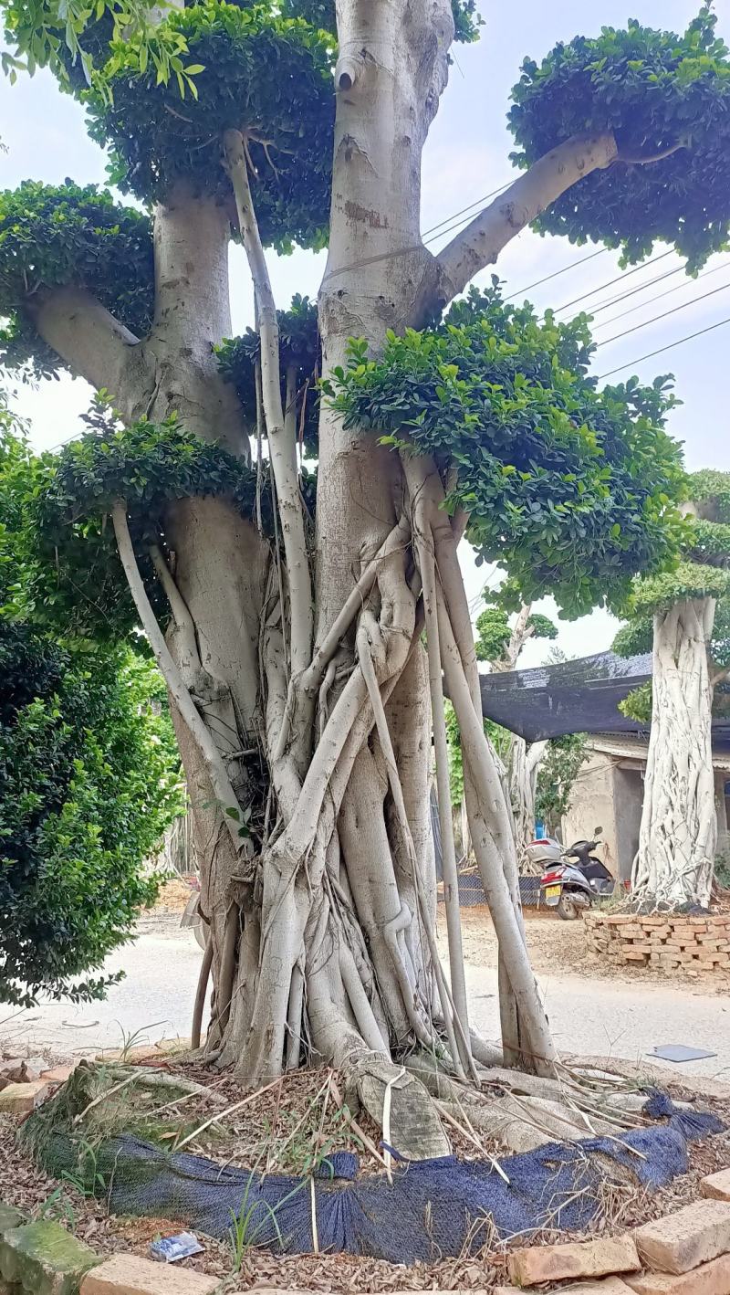 嫁接造型榕树桩景，榕树桩头，造型金钱榕树桩景