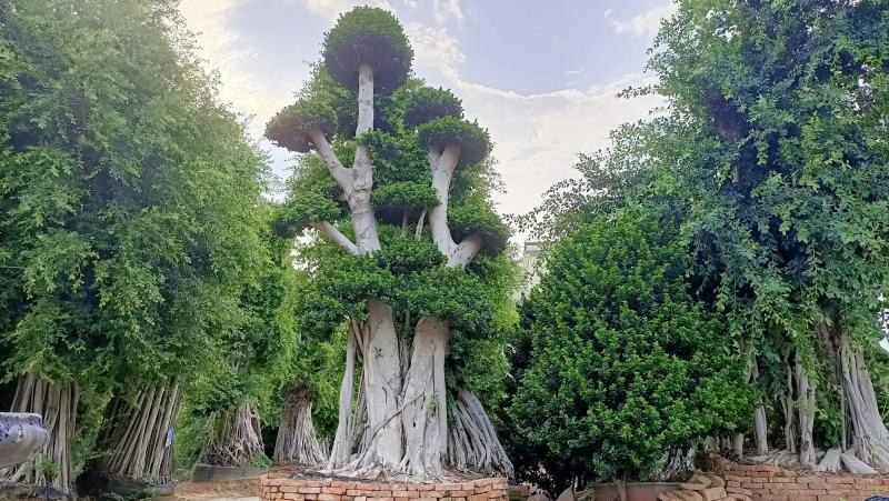 嫁接造型榕树桩景，榕树桩头，造型金钱榕树桩景