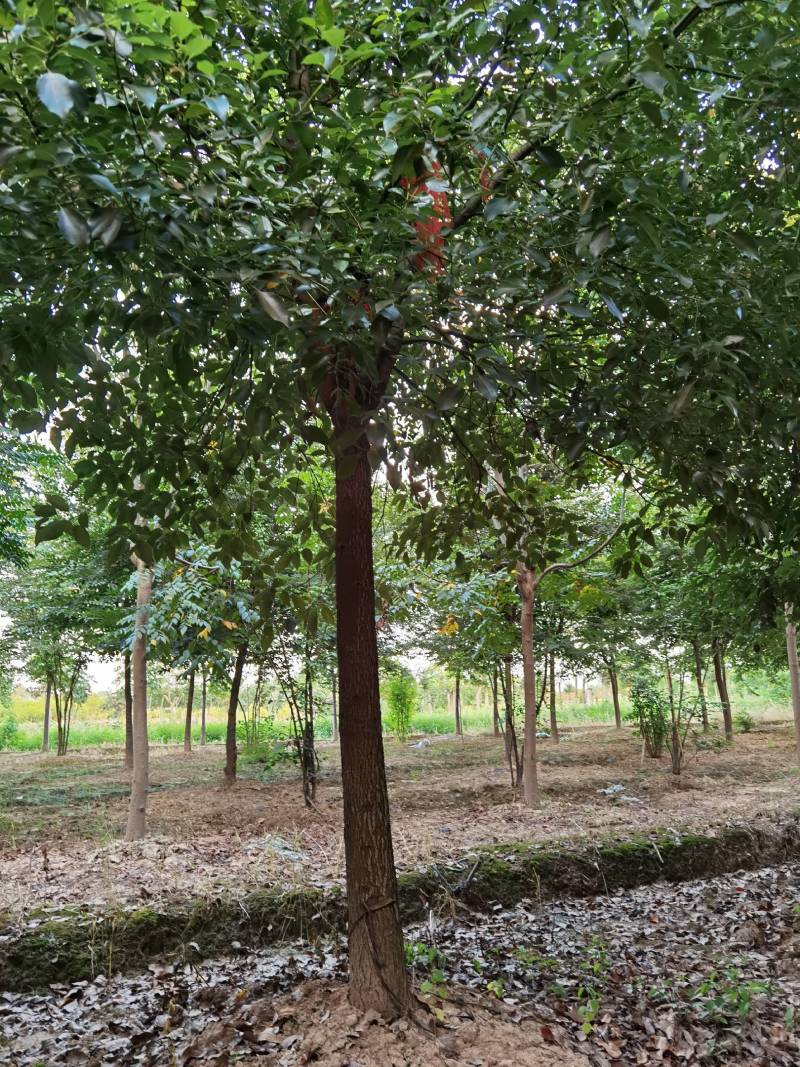 香樟各种规格各种品质的香樟以及丛生香樟供应