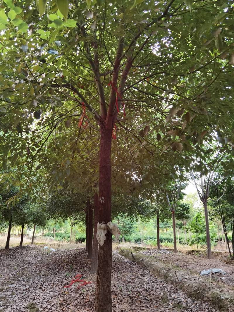 香樟各种规格各种品质的香樟以及丛生香樟供应