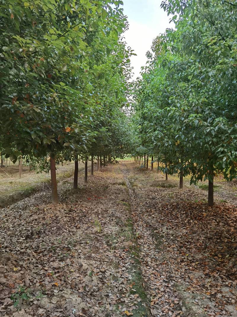 香樟各种规格各种品质的香樟以及丛生香樟供应