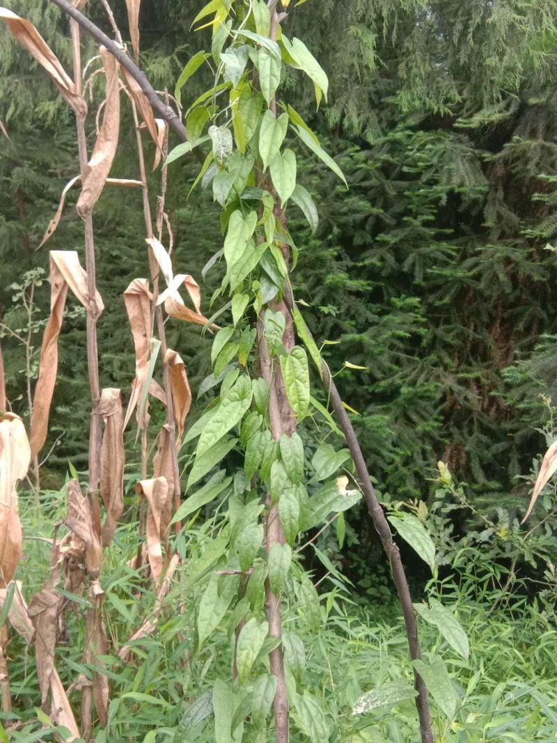 地苦胆，金果榄，块茎苗出售中，母指大小，