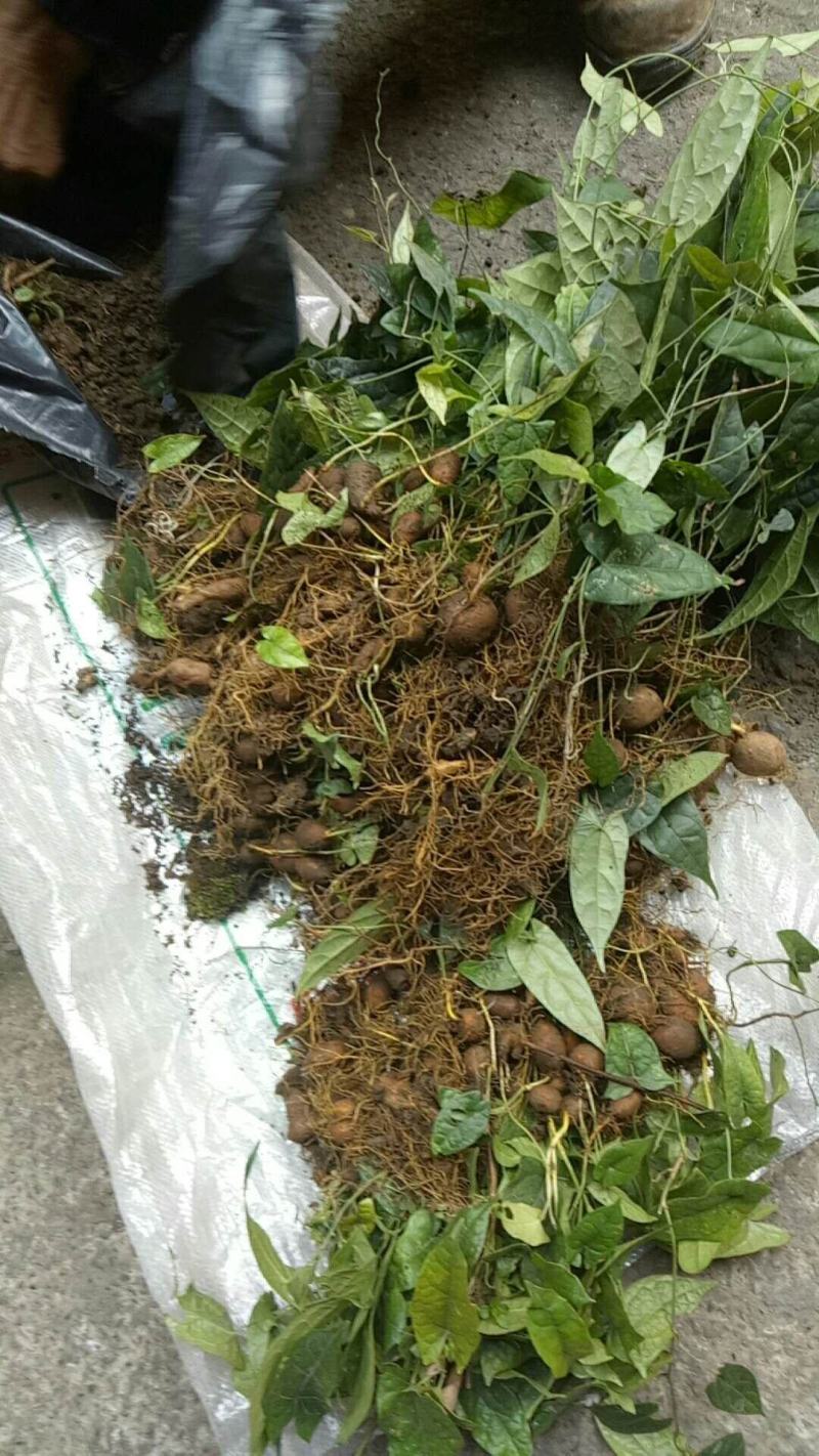 地苦胆，金果榄，块茎苗出售中，母指大小，