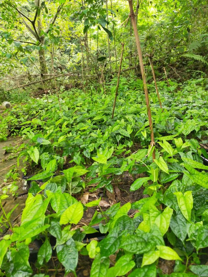 地苦胆，金果榄，块茎苗出售中，母指大小，