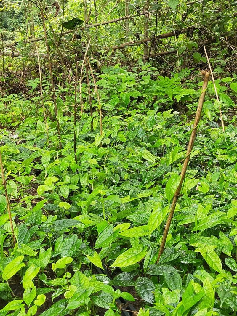 地苦胆，金果榄，块茎苗出售中，母指大小，
