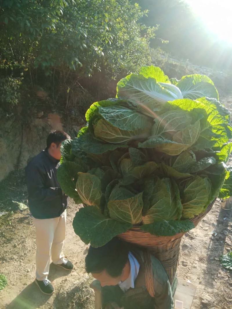 金典大白菜种子，抗根肿白菜种子，根腐病种子，耐运输白菜种