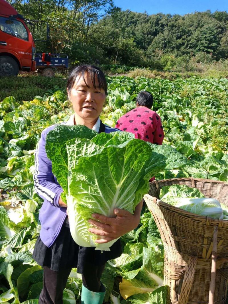 金典大白菜种子，抗根肿白菜种子，根腐病种子，耐运输白菜种