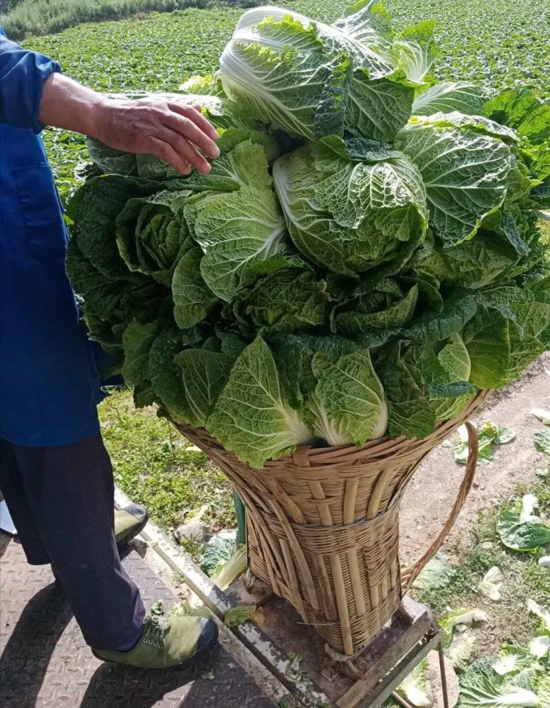 金典大白菜种子，抗根肿白菜种子，根腐病种子，耐运输白菜种