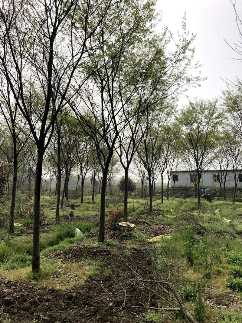 榉树各种规格各种品质的榉树以及丛生榉树供应