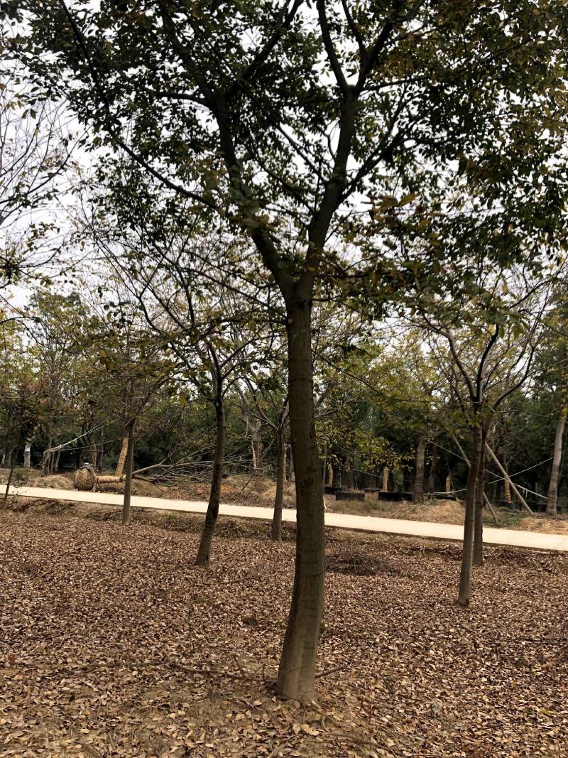 朴树各种规格各种品质的单干朴树以及丛生朴树