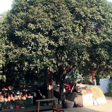 绿化苗木树/精品桂花树