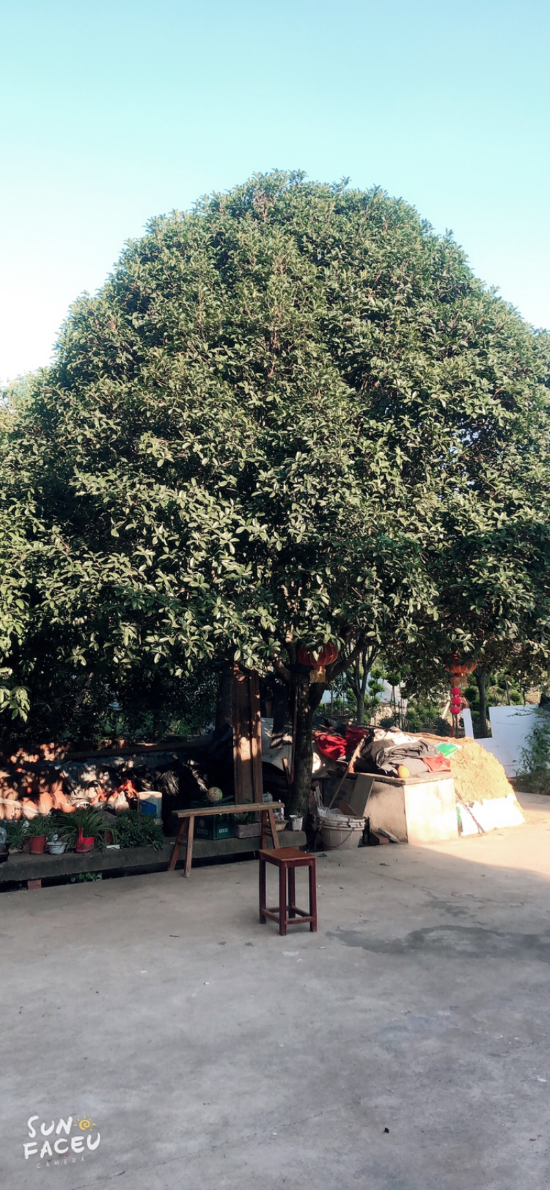 绿化苗木树/精品桂花树