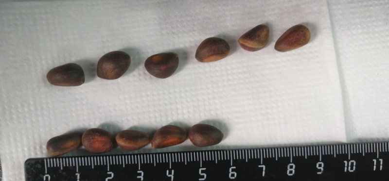 新鲜俄罗斯松子，高质量保证