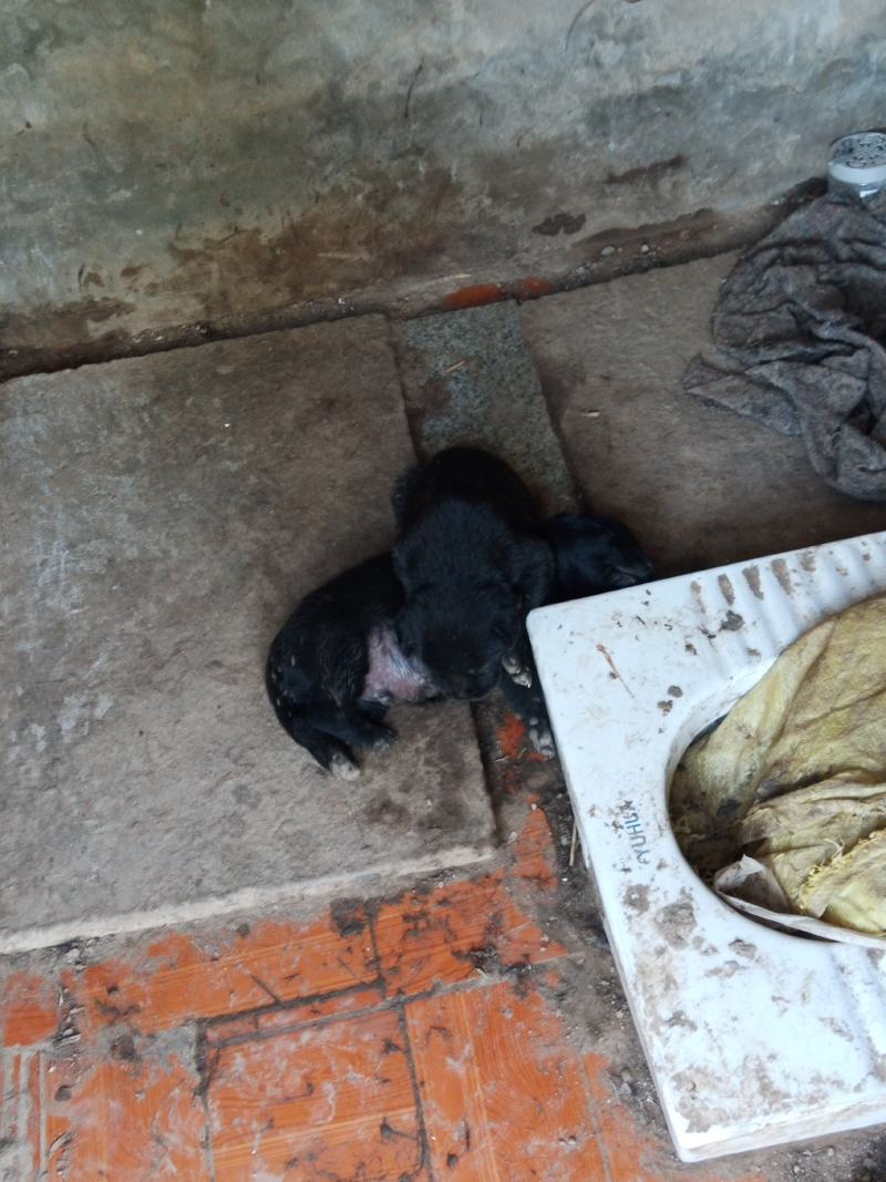 卡斯罗幼犬名犬后代个人饲养