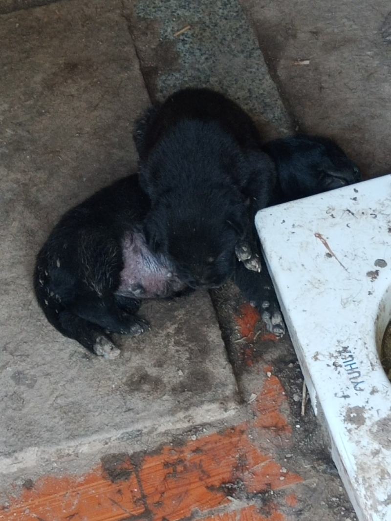 卡斯罗幼犬名犬后代个人饲养