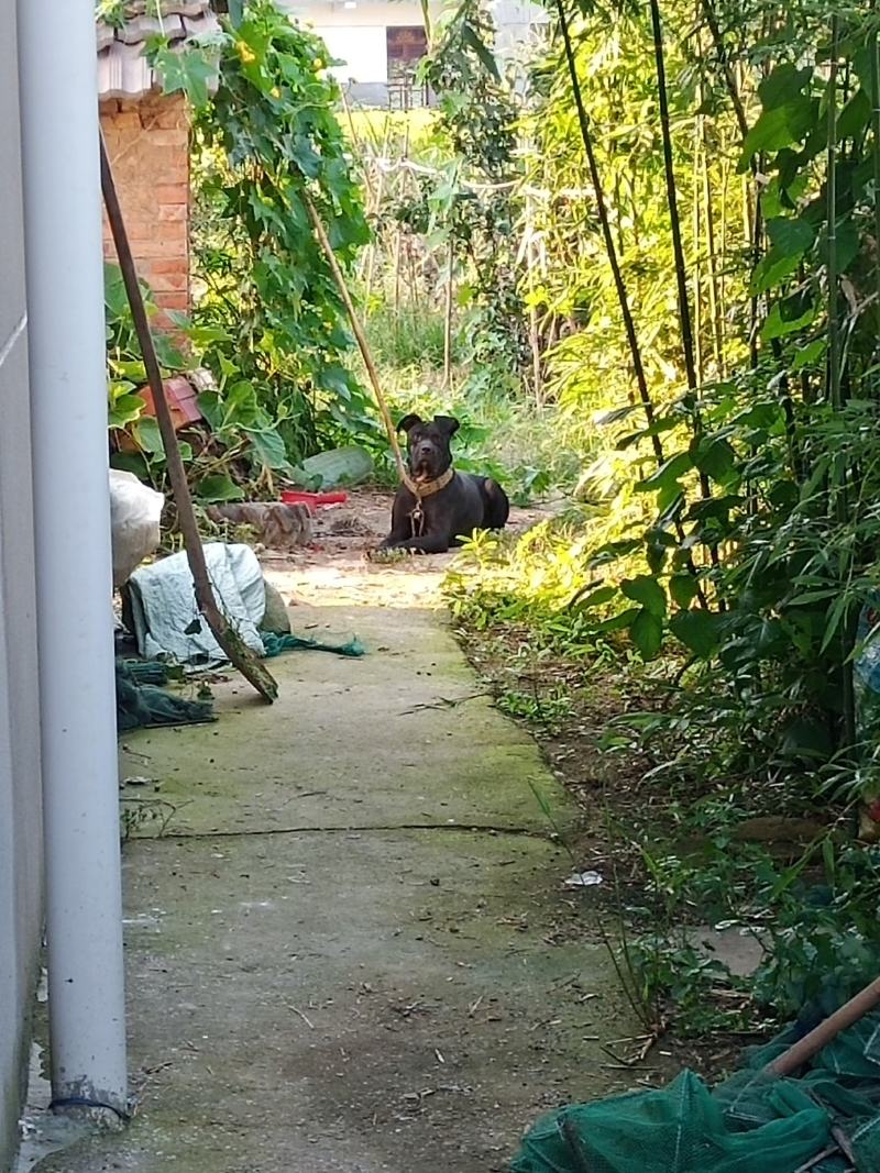 卡斯罗幼犬名犬后代个人饲养
