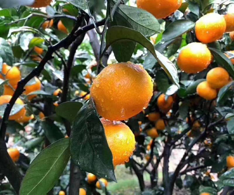 【上市了】高山蜜桔柑桔个大皮薄汁甜味美欢迎咨询