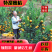 【上市了】高山蜜桔柑桔个大皮薄汁甜味美欢迎咨询