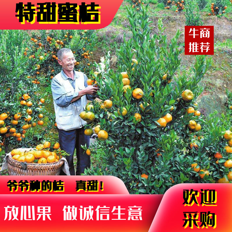【上市了】高山蜜桔柑桔个大皮薄汁甜味美欢迎咨询