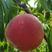 秋彤桃树苗，中秋节上市，果个大，离核全红，包技术指导