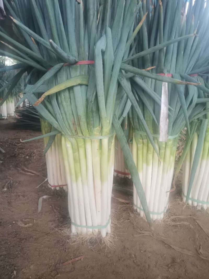 精品大葱大量有货打冷无烂葱叶面好只做精品货源