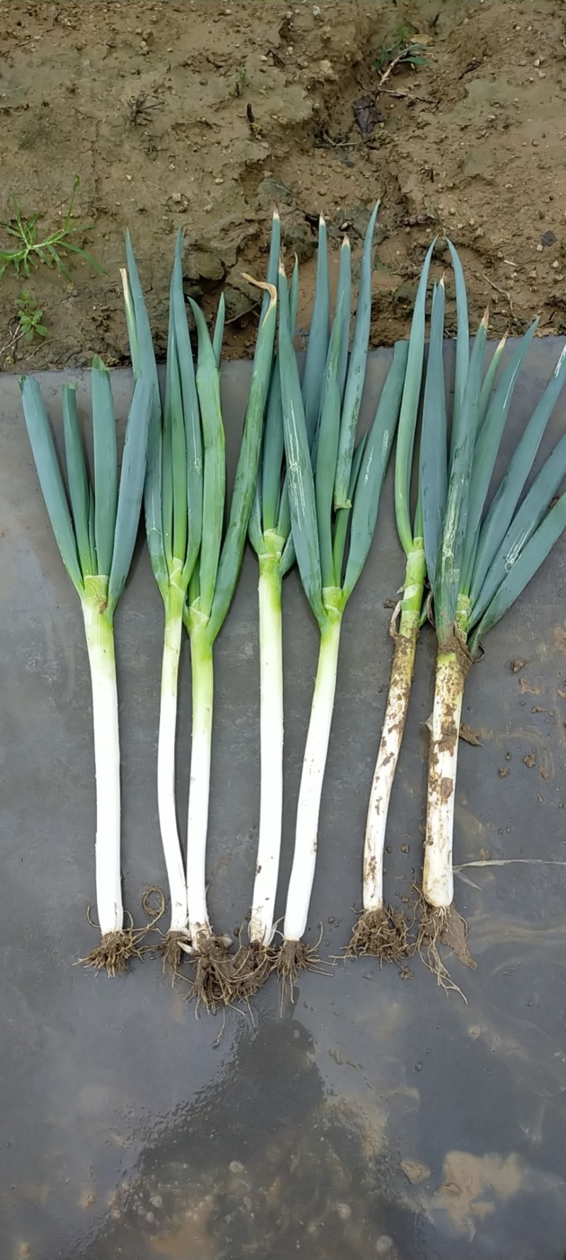 精品大葱大量有货打冷无烂葱叶面好只做精品货源