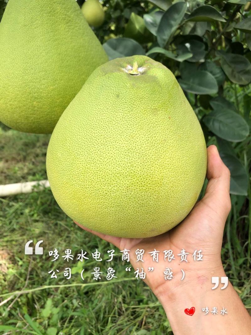 柚子东试早泡果西双版纳