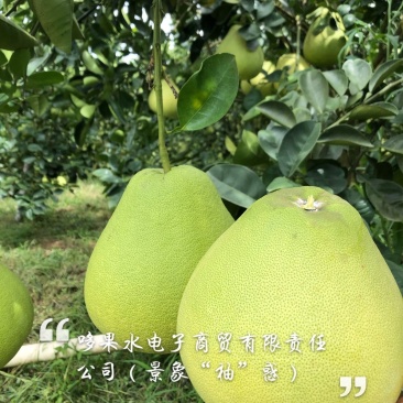柚子东试早泡果西双版纳
