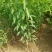 西梅苗种植基地蓝蜜，女神莫尼卡，蒙娜丽莎，卯爷。