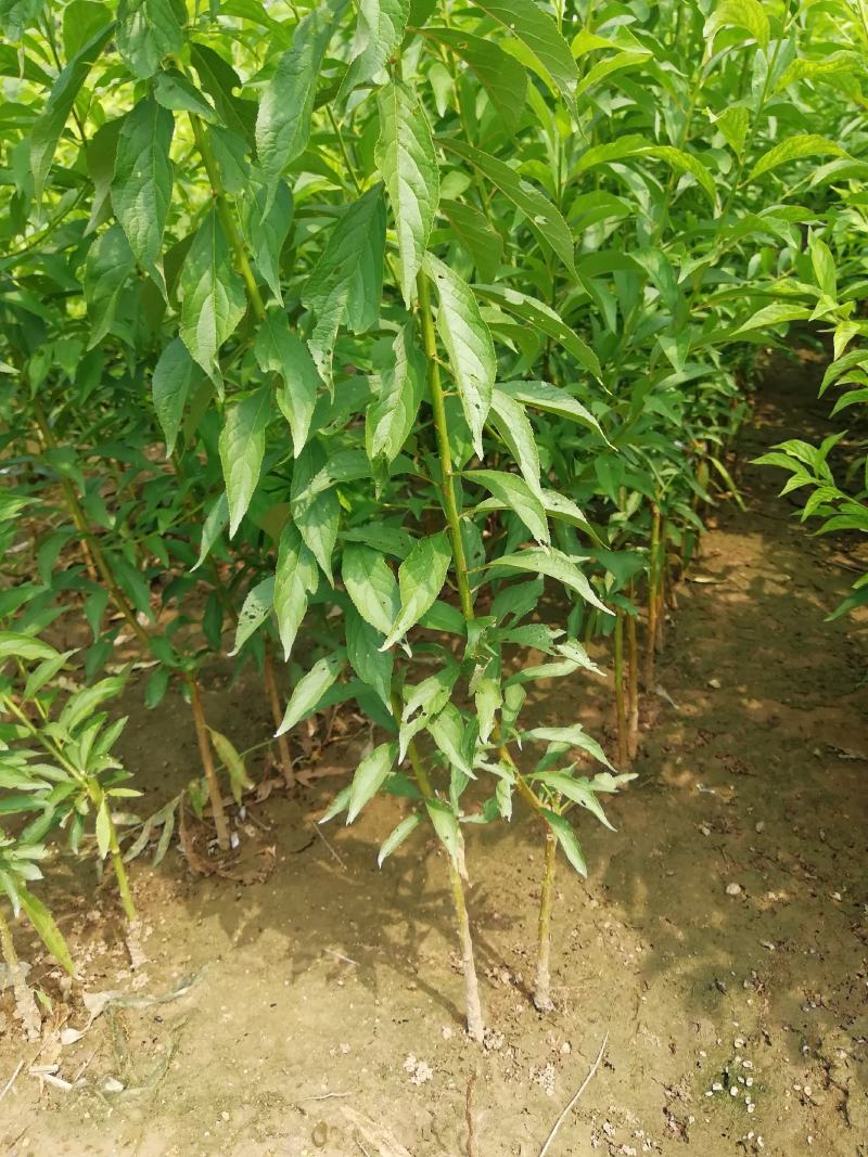 西梅苗种植基地蓝蜜，女神莫尼卡，蒙娜丽莎，卯爷。