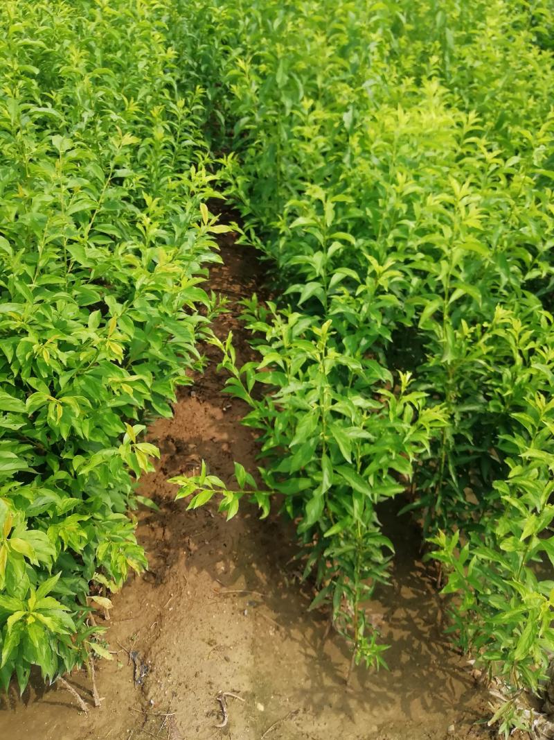 西梅苗种植基地蓝蜜，女神莫尼卡，蒙娜丽莎，卯爷。