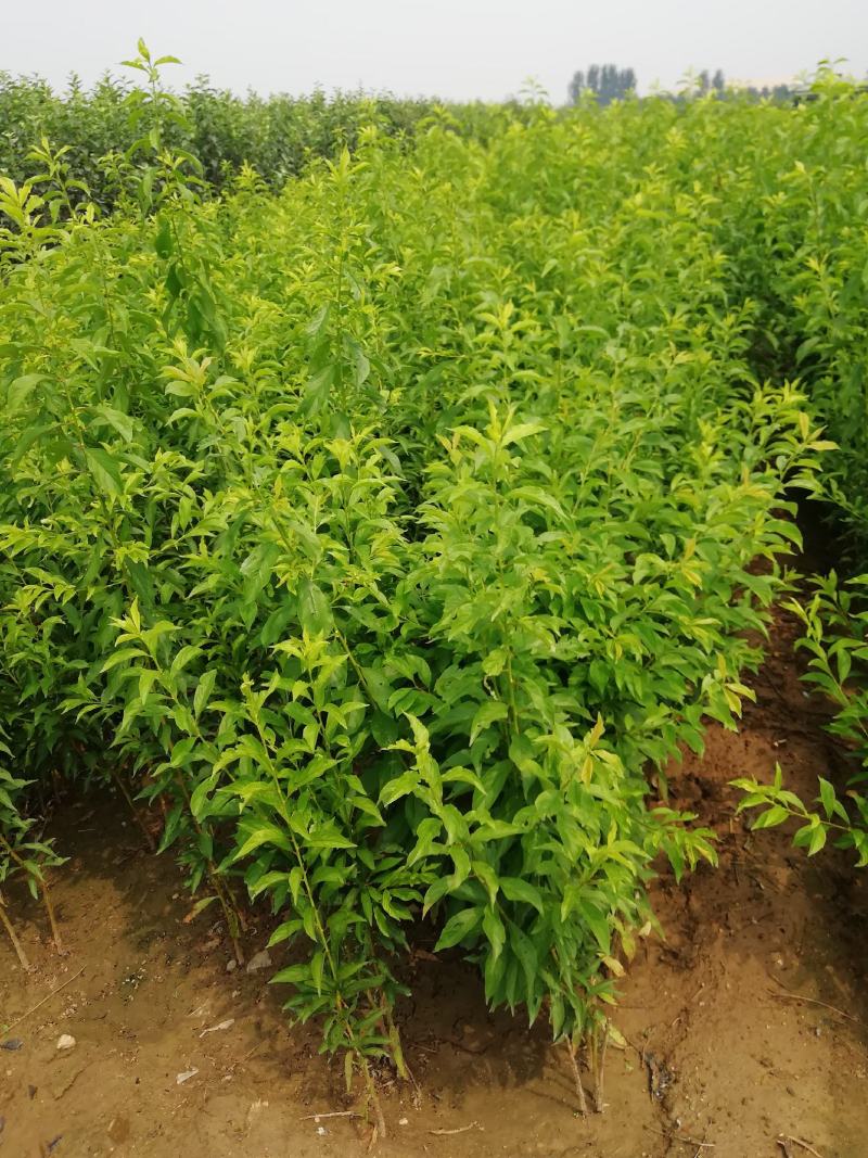 西梅苗种植基地蓝蜜，女神莫尼卡，蒙娜丽莎，卯爷。