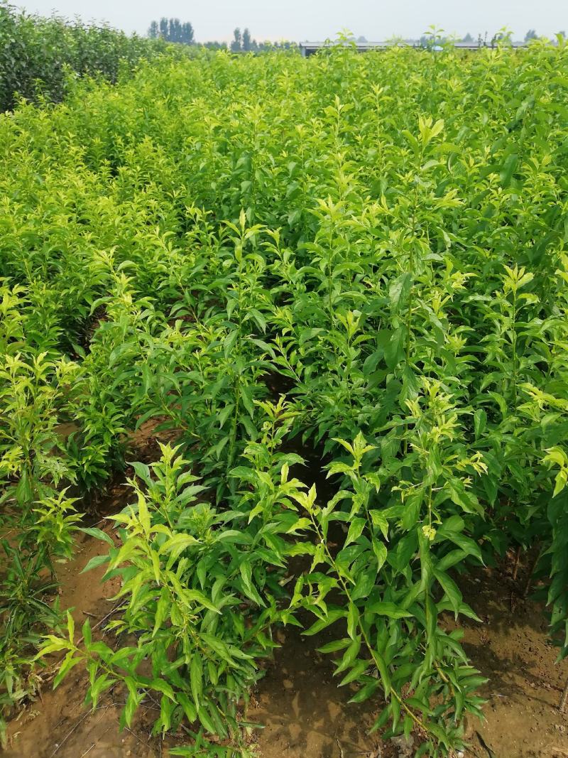 西梅苗种植基地蓝蜜，女神莫尼卡，蒙娜丽莎，卯爷。
