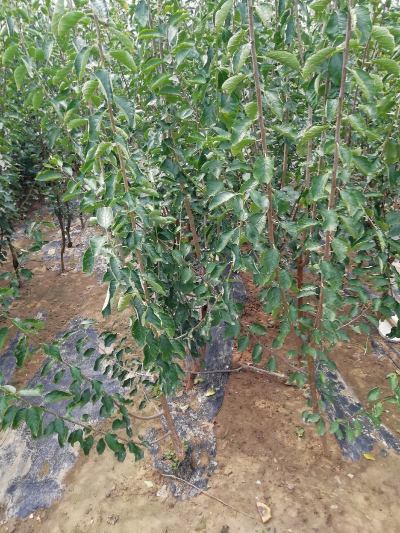 西梅苗种植基地蓝蜜，女神莫尼卡，蒙娜丽莎，卯爷。