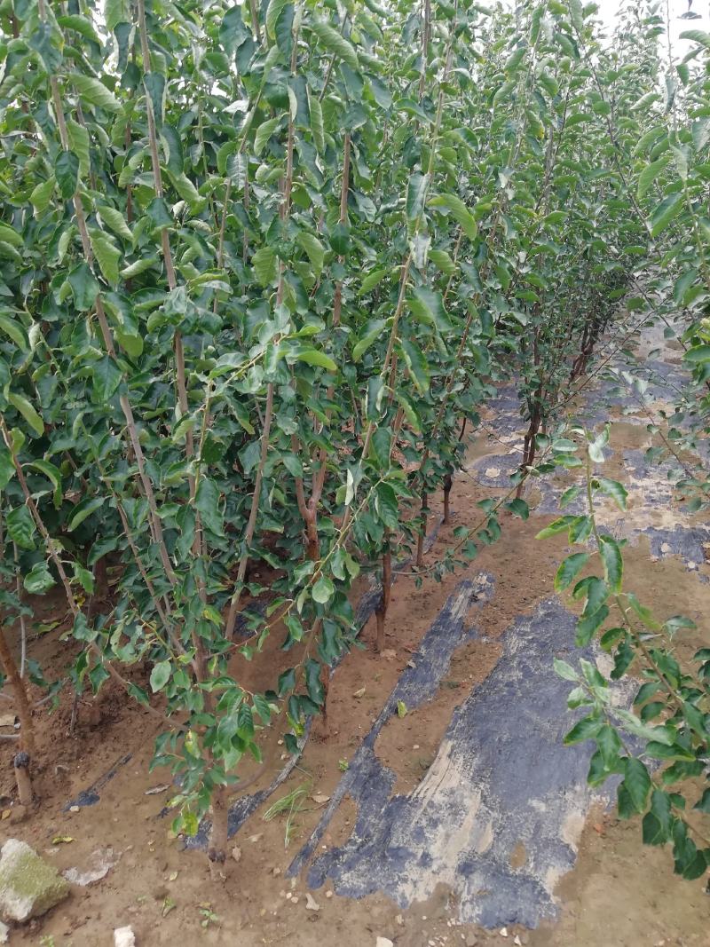 西梅苗种植基地蓝蜜，女神莫尼卡，蒙娜丽莎，卯爷。