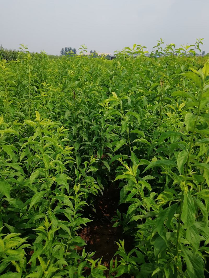 西梅苗种植基地蓝蜜，女神莫尼卡，蒙娜丽莎，卯爷。