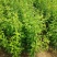 西梅苗种植基地蓝蜜，女神莫尼卡，蒙娜丽莎，卯爷。