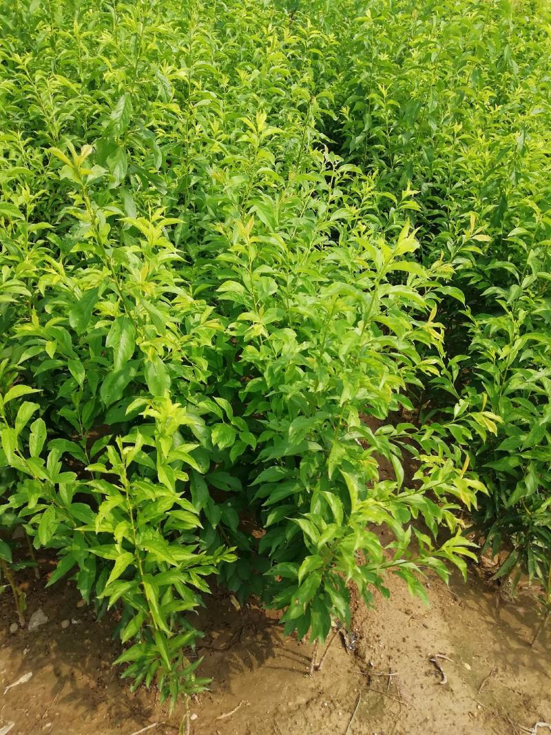西梅苗种植基地蓝蜜，女神莫尼卡，蒙娜丽莎，卯爷。