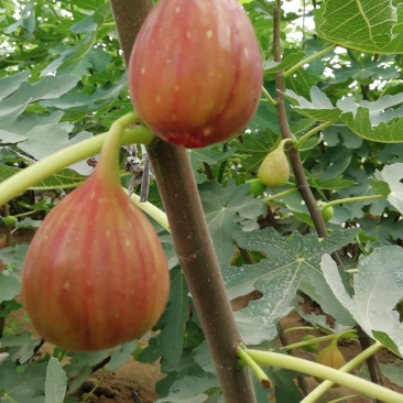 波姬红无花果苗布兰瑞克斯特拉金傲芬大青皮无花果苗
