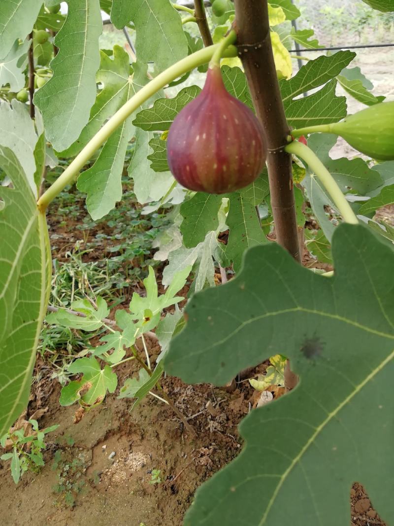 波姬红无花果苗布兰瑞克斯特拉金傲芬大青皮无花果苗
