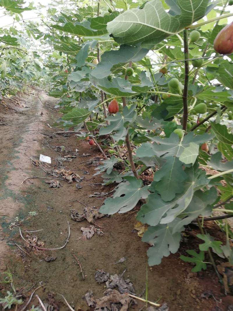 波姬红无花果苗布兰瑞克斯特拉金傲芬大青皮无花果苗