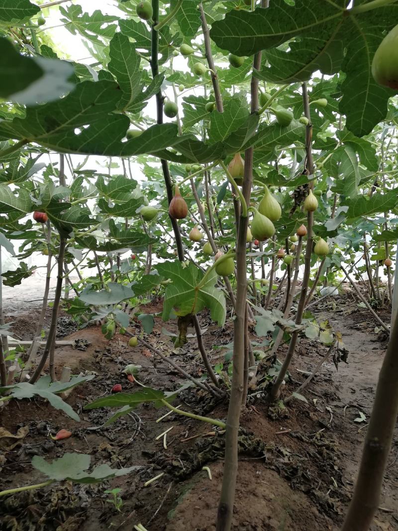 波姬红无花果苗布兰瑞克斯特拉金傲芬大青皮无花果苗