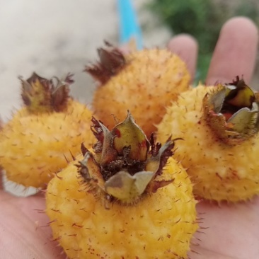 新鲜刺梨
