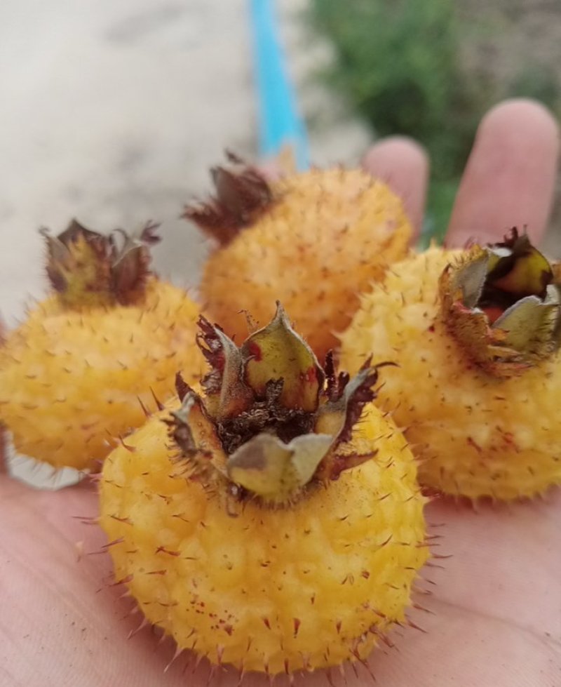 新鲜刺梨
