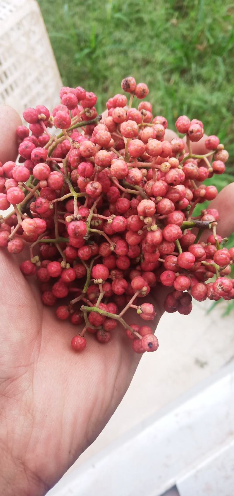 花椒，花椒花椒花椒花椒