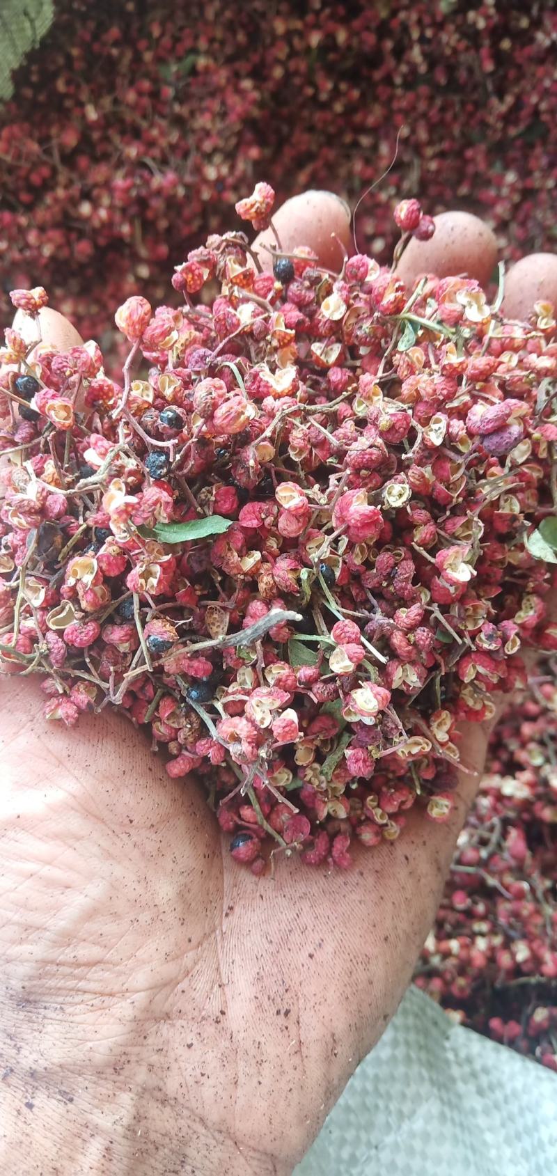 花椒，花椒花椒花椒花椒